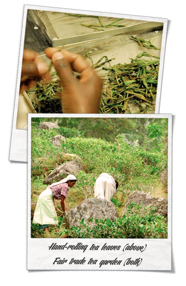 Handmade organic tea and weeding at a fair trade organic tea garden, Certified Organic Tea by Shanti Tea Canada