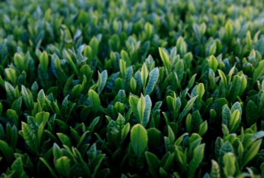 Organic tea plants