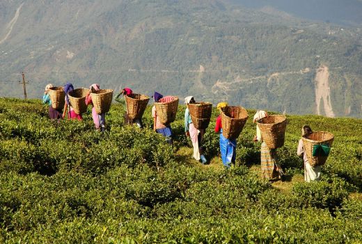 Tea pickers