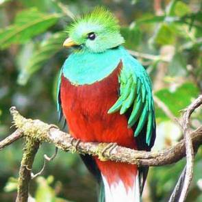 Quetzal