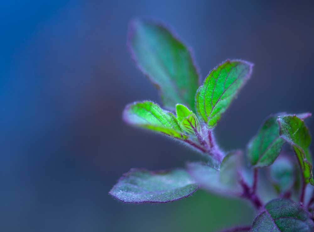 What’s Tulsi, (Holy Basil)?