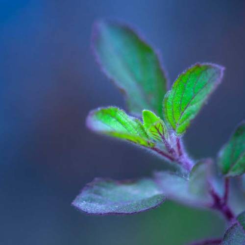 What’s Tulsi, (Holy Basil)?