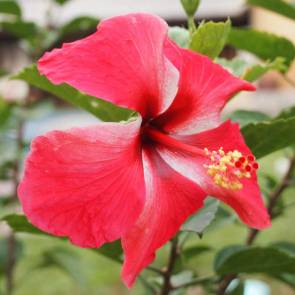 Hibiscus flower