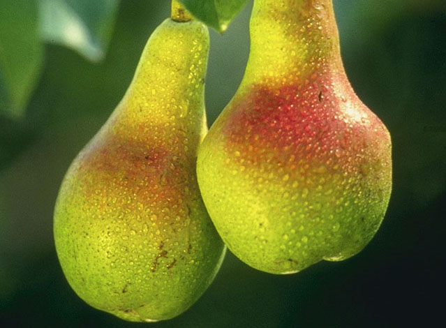 The Beauty of Pears