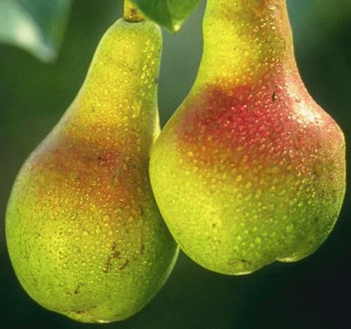 The Beauty of Pears