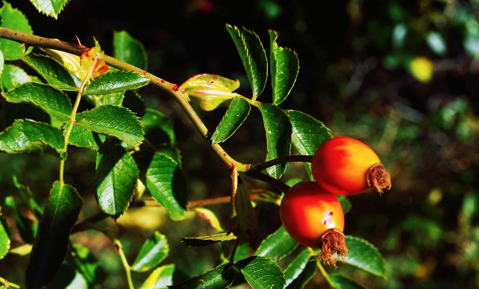 Health: Goji Berries
