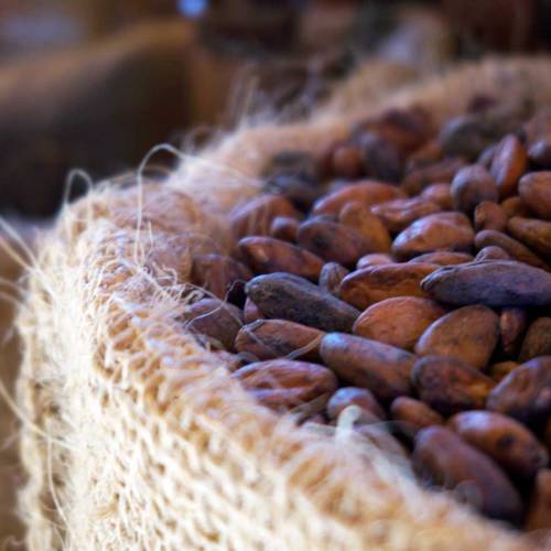 Health: The Mighty Cacao Bean
