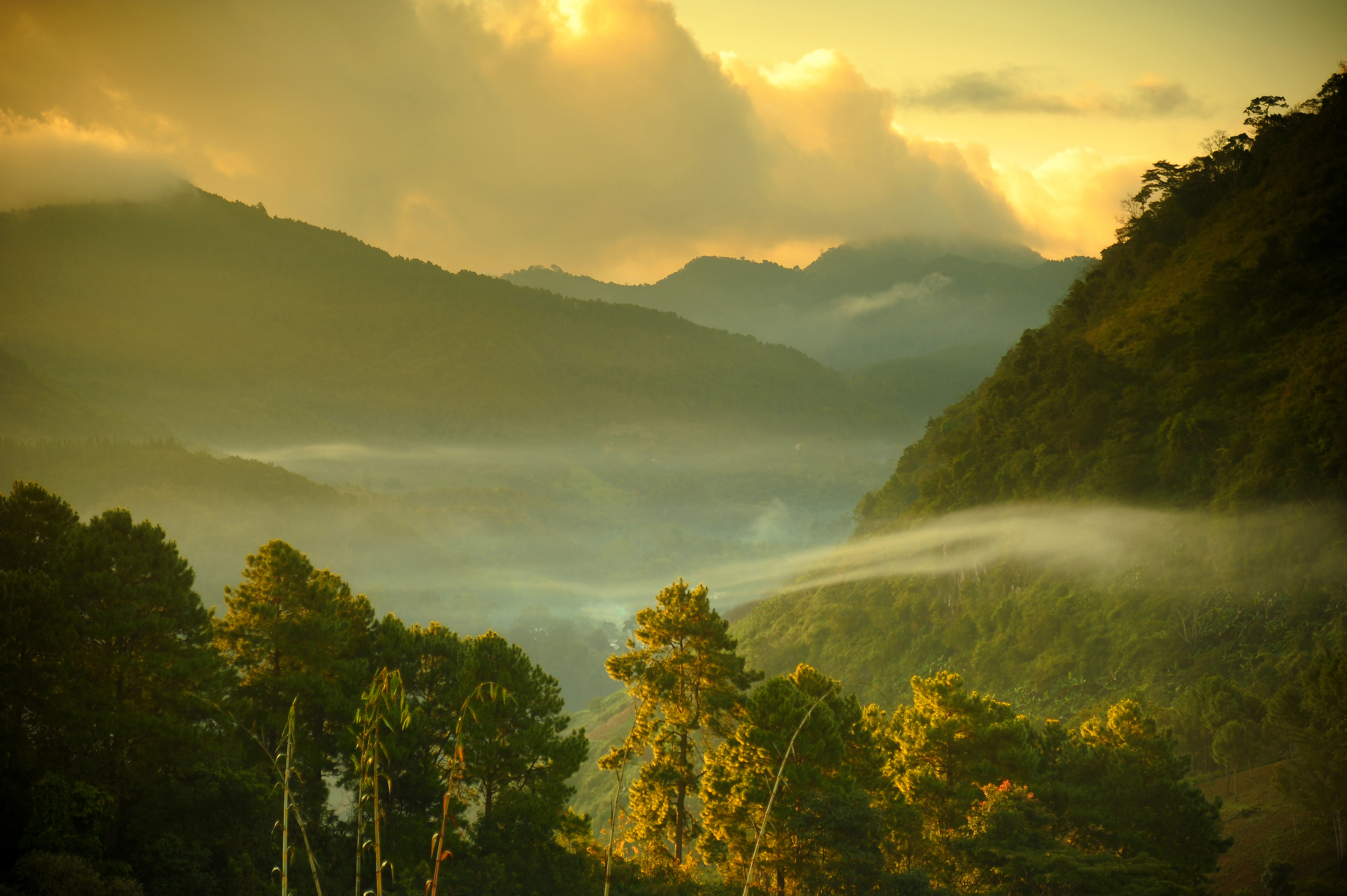 Darjeeling - the “Champagne of Teas”