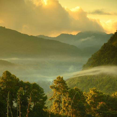 Darjeeling - the “Champagne of Teas”