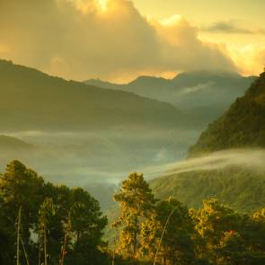 tea plantation