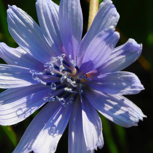 7 healthy reasons to add chicory root to your day