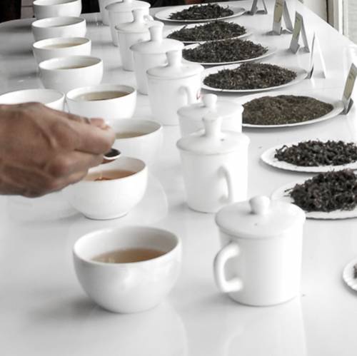 Tea Tasting