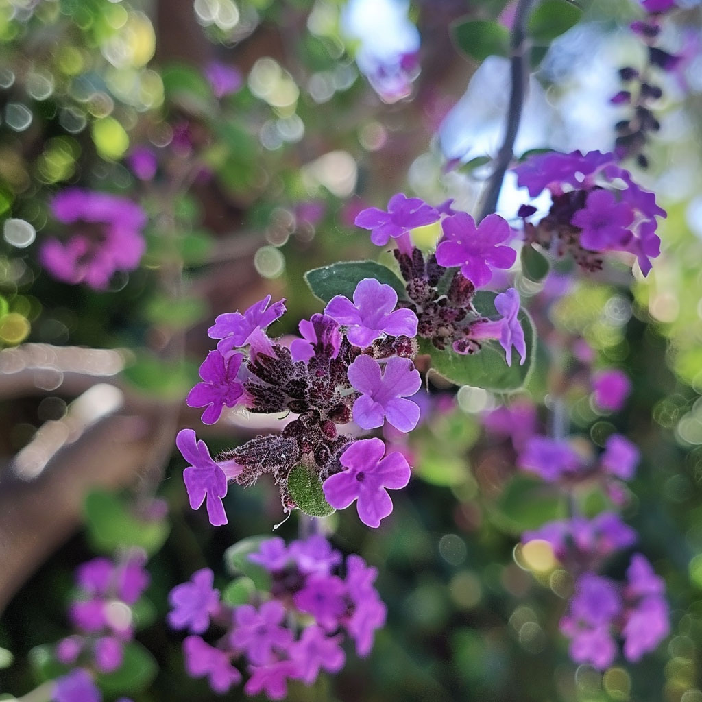 Verbena Tree