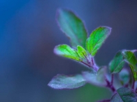What’s Tulsi, (Holy Basil)?